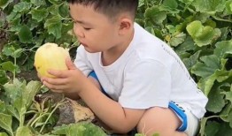 种什么瓜吃比较甜,揭秘种植甜瓜的秘诀