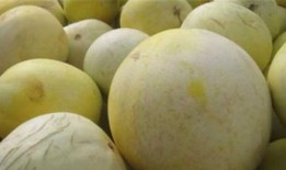 吃白兰瓜舌头出血,舌尖上的甜蜜与挑战