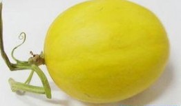 怀孕可以吃四瓜吗,四瓜美食，孕期健康好伴侣