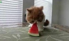 猫吃瓜比赛视频