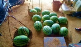 夏天到了有瓜吃,尽享清凉美味