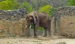 吃瓜大象的狗狗,揭秘宠物界的趣味日常