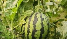 庞瓜可以吃吗,揭秘其食用价值与烹饪技巧