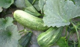 如何吃瓜,解锁夏日消暑新姿势