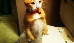 星星猫吃瓜基地