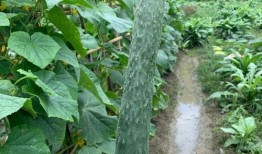 哈婆吃瓜,揭秘娱乐圈背后的那些事儿