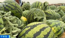 吃瓜运输,揭秘吃瓜运输的绿色革命