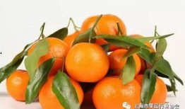 娱乐吃瓜橘子精