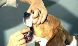 吃瓜吃坏了吐了怎么办,如何应对呕吐困扰