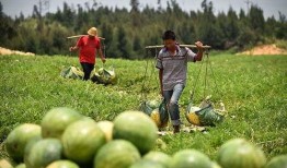 海南琼海吃瓜事件视频,一场网络热议的真相揭秘