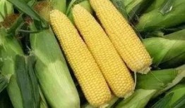 余昌华田野吃瓜,一场别开生面的吃瓜盛宴