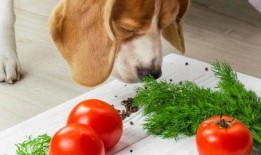 狗狗可以吃茄瓜,揭秘茄瓜的营养与美味