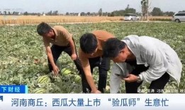 吃瓜运输,揭秘吃瓜运输的绿色革命