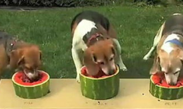 吃瓜雷人的话,娱乐圈幕后真相大曝光