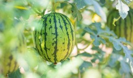 国产最新吃瓜,揭秘娱乐圈最新热点事件