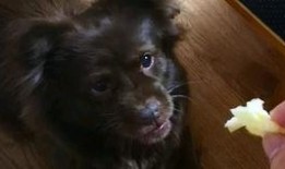 坐着吃瓜的狗狗,狗狗的夏日悠闲时光