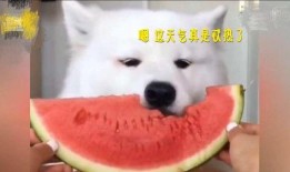 萨摩耶吃瓜被打,宠物行为引发的思考与启示