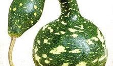 歪瓜吃瓜,揭秘娱乐圈的另类趣味