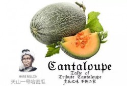 公众号推荐吃瓜,吃瓜群众的美食指南