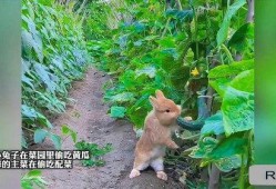 兔子可以吃黃瓜,探索黄瓜的绿色美味