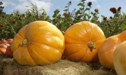 儿童可以吃茄瓜吗,茄瓜的营养与食用指南