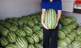 相聚吃瓜,揭秘娱乐圈背后的故事与真相