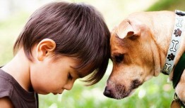 小孩吃瓜狗吃虫视频故事,小动物们的美食奇遇记