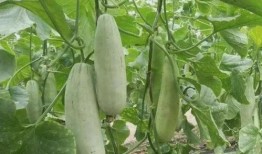 羊角瓜儿童可以吃么,儿童适宜食用的营养佳品