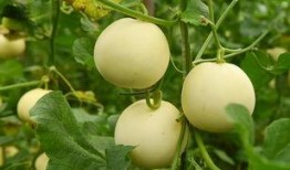 芯动基地吃瓜,揭秘科技园区里的“吃瓜”风云