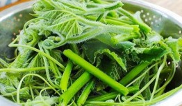 瓜花和瓜尖如何吃最好,解锁最佳食用之道