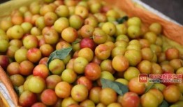 南宁吃瓜2024,吃瓜群众眼中的美食盛宴