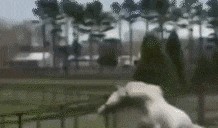 吃瓜群众震惊动态表情