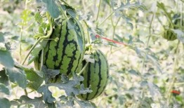 吃瓜东莞网红,揭秘网络红人的幕后故事