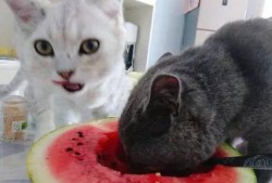 星星猫吃瓜基地