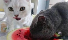 星星猫吃瓜基地