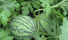 它是吃瓜人的必备,揭秘吃瓜人的时尚生活指南