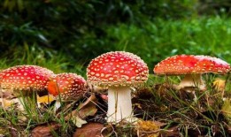 17吃瓜蘑菇视频,揭秘网络红人的幕后故事