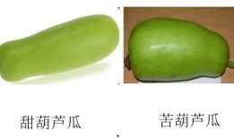 迷你葫芦瓜可以吃吗,美味可口的健康食材