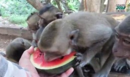 小猴吃瓜内容,揭秘瓜果世界的趣味故事