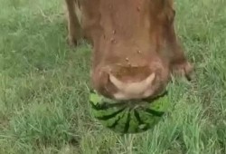 牛牛牛吃瓜,一场别开生面的田园盛宴