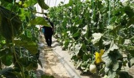 真实神奇吃瓜视频,视频背后的惊人真相