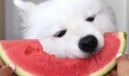 萨摩耶吃瓜被打,宠物行为引发的思考与启示