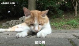 瓜园里吃瓜的老鼠叫什么,聆听吃瓜老鼠的奇妙叫声