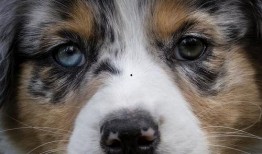 狗可以吃胡子瓜,胡子瓜的奇妙滋味