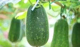 明里吃瓜,揭秘娱乐圈背后的真相