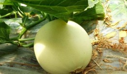 同城吃瓜在哪,探寻网络社交的趣味与真相