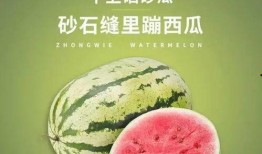 吃硒砂瓜,舌尖上的健康与美味之旅