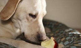 小狗吃生贝贝瓜,小狗的生贝贝瓜美食之旅