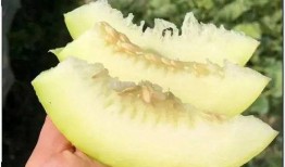 蜜瓜王怎么吃,解锁夏日清新美味