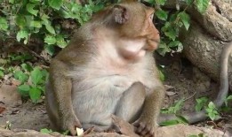 静静吃瓜故事,揭秘娱乐圈背后的故事